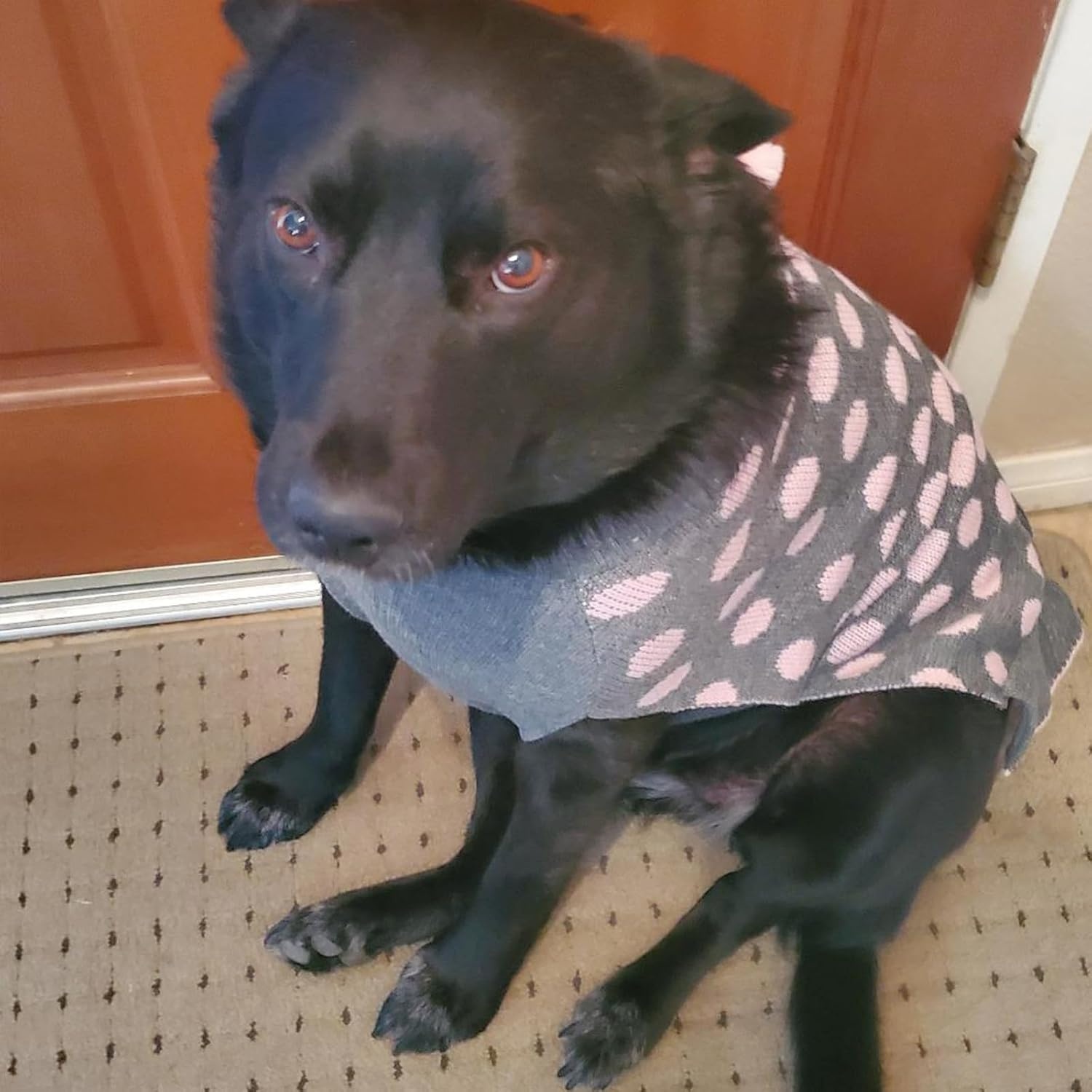 image:imageKYEESE Dog Sweaters with Leash Hole for Small Dogs Turtleneck Dog Sweater Dress for Girl Polka Dot Knit Pullover Doggie Sweater Warm Pet Sweater02 Polkadot Grey
