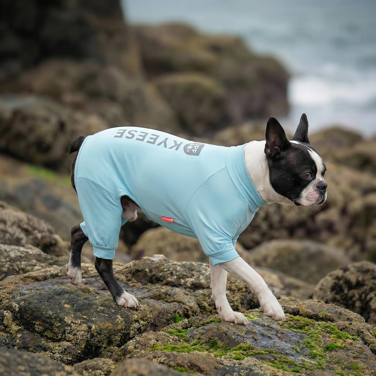 image:imageKYEESE UV Protection Dog Shirt UPF 50 Cooling Summer Jumpsuit for Small Dogs Breathable Reflective Shedding Control Dog Sun Shirts QuickDry Dogs Onesie Pet Clothes Blue LBlue