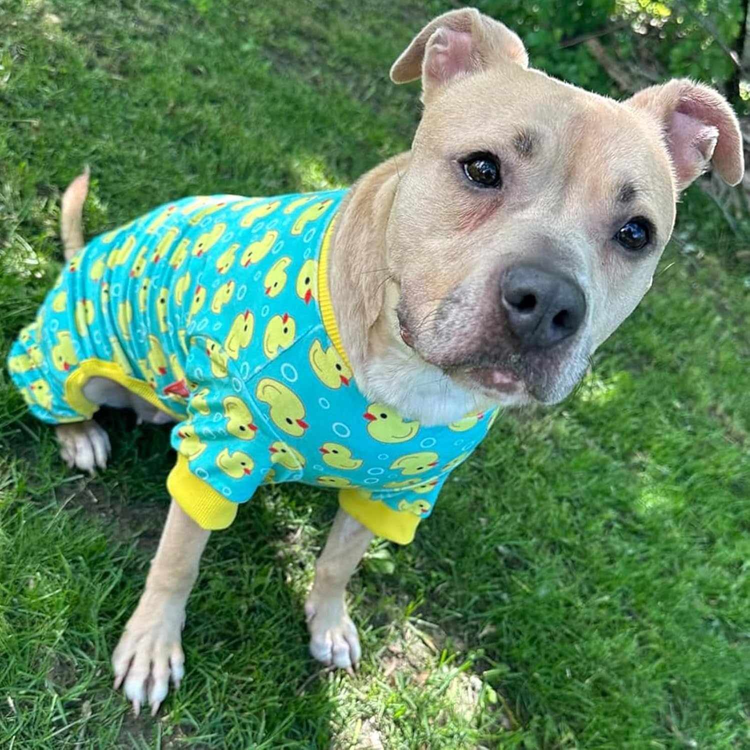 image:imageKYEESE Dog Pajamas Soft Dog Pajamas for Small Dogs Boy Girl Stretchy Dogs Pjs Velvet Pet Jumpsuit Sleepwear Comfy Jammies Lightweight Pet Onesie Outfit Donut M07 Whale