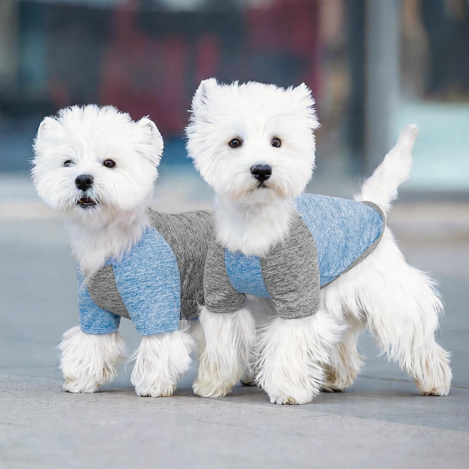 image:imageKYEESE 2 Pack Dog Shirts with Sleeves Lightweight Sun Protection Quick Dry TShirts for Medium Dogs with Sensitive Skin Soft Breathable Summer Clothes Reflective for Night Walks Blue amp Grey XL1 2PackBlueGrey