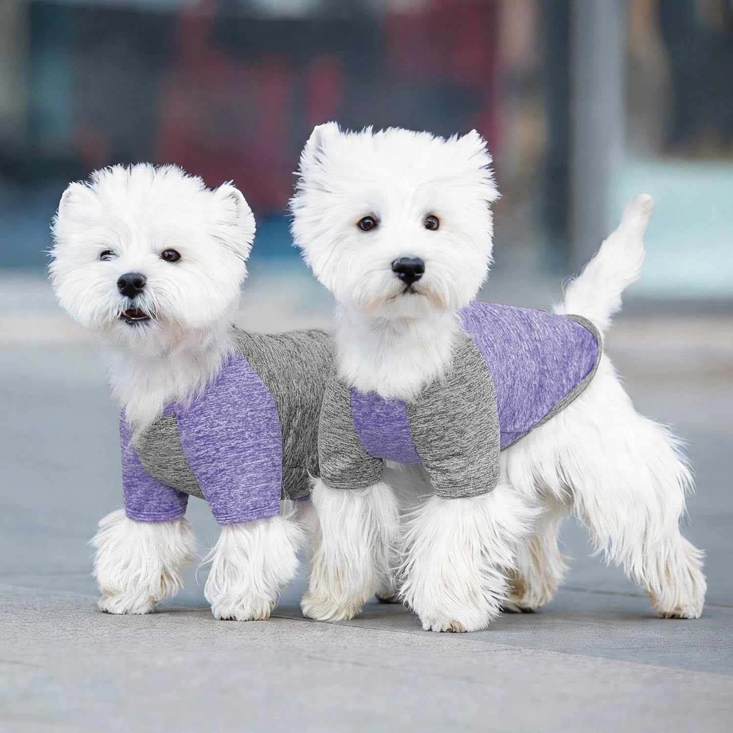 image:imageKYEESE 2 Pack Dog Shirts with Sleeves Lightweight Sun Protection Quick Dry TShirts for Medium Dogs with Sensitive Skin Soft Breathable Summer Clothes Reflective for Night Walks Blue amp Grey XL4 2PackPurpleGrey